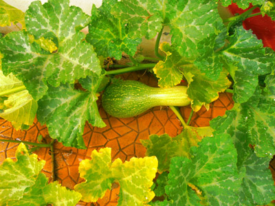 ������ �������� ��� ����� ������� 2015