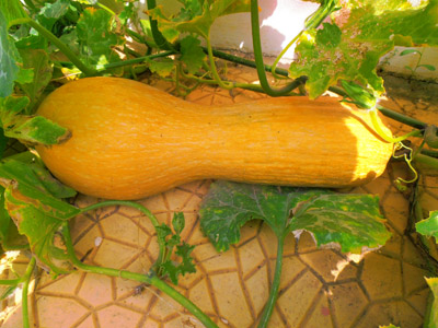 ������ �������� ��� ����� ������� 2015