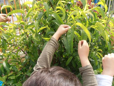 ����������  ������������� 2016