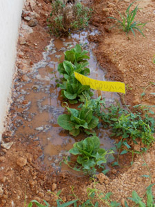 �������������� ��������� 2012-2013