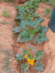 �������������� ��������� 2012-2013