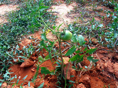 �������������� ��������� 2011-2012